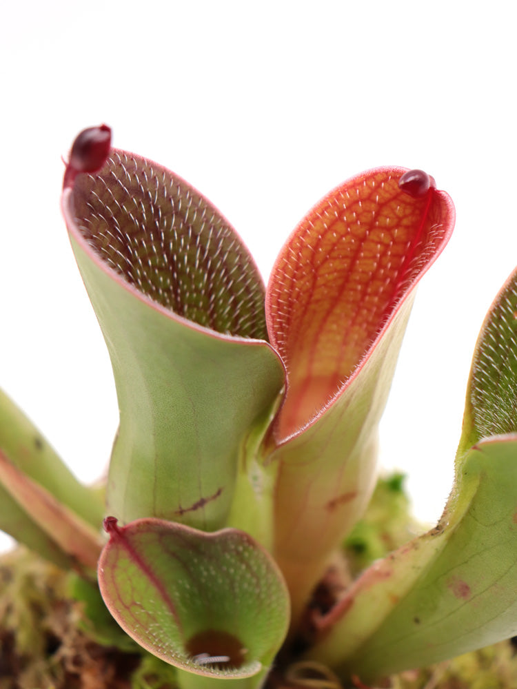 Heliamphora pulchella "Large" Akopan tepui, Venezuela