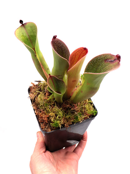 Heliamphora pulchella "Large" Akopan tepui, Venezuela