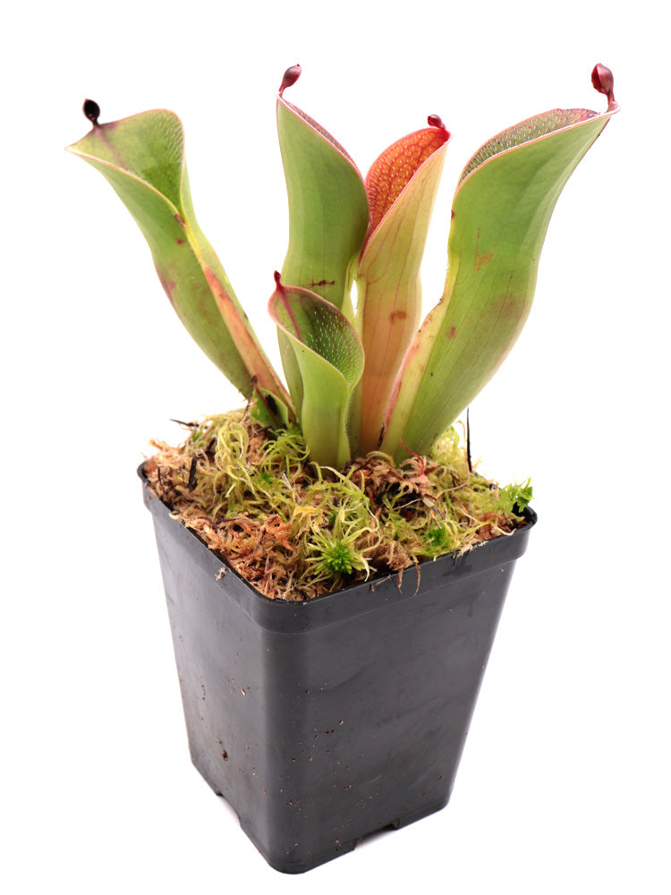 Heliamphora pulchella "Large" Akopan tepui, Venezuela