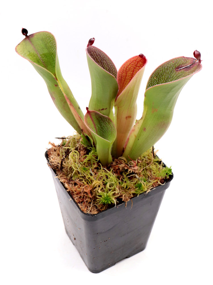 Heliamphora pulchella "Large" Akopan tepui, Venezuela
