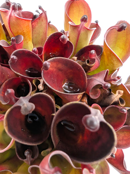 Heliamphora pulchella "Black" Wilfried Jüttner