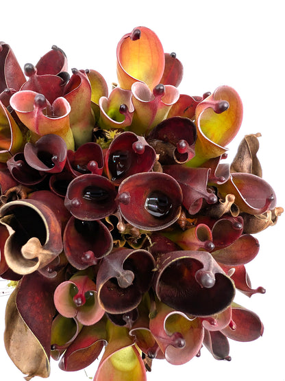 Heliamphora pulchella "Black" Wilfried Jüttner