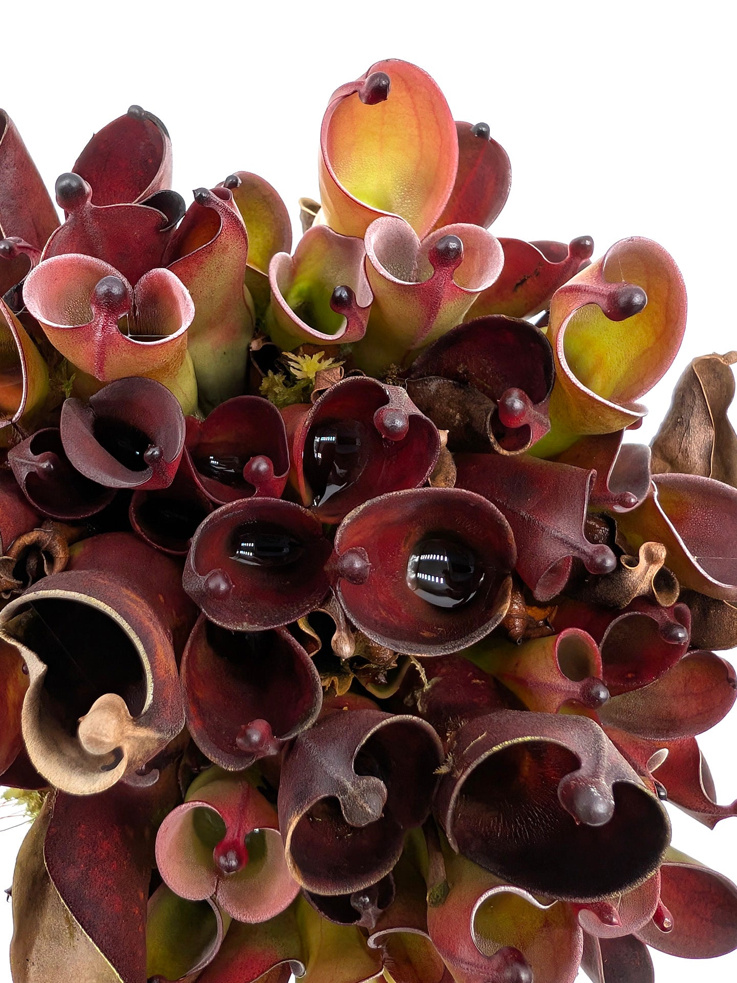Heliamphora pulchella "Black" Wilfried Jüttner