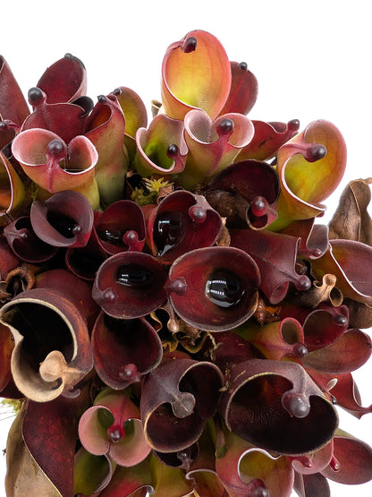 Heliamphora pulchella "Black" Wilfried Jüttner