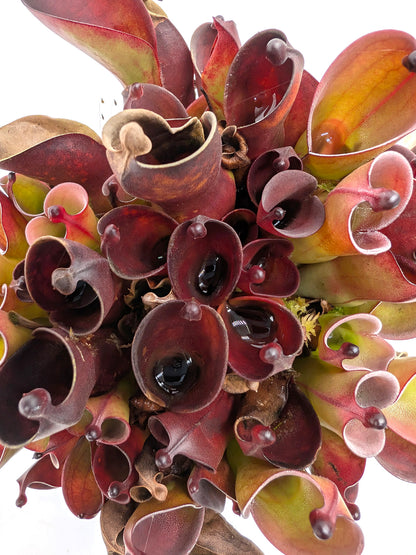 Heliamphora pulchella "Black" Wilfried Jüttner