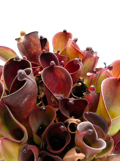 Heliamphora pulchella "Black" Wilfried Jüttner