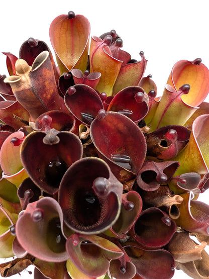Heliamphora pulchella "Black" Wilfried Jüttner