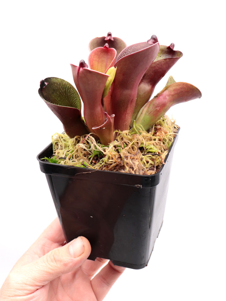 Heliamphora pulchella  "Red hairy" Churi Tepui, Venezuela