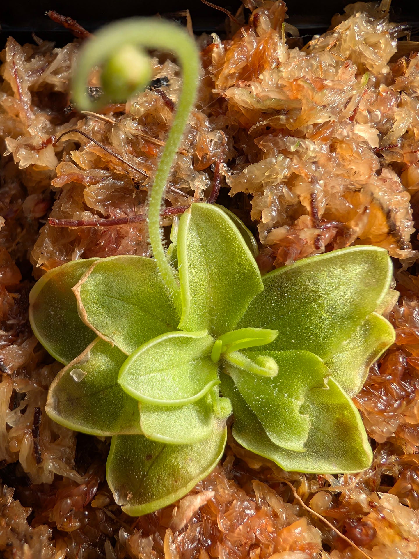 Pinguicula pumila "Yellow flower" Florida