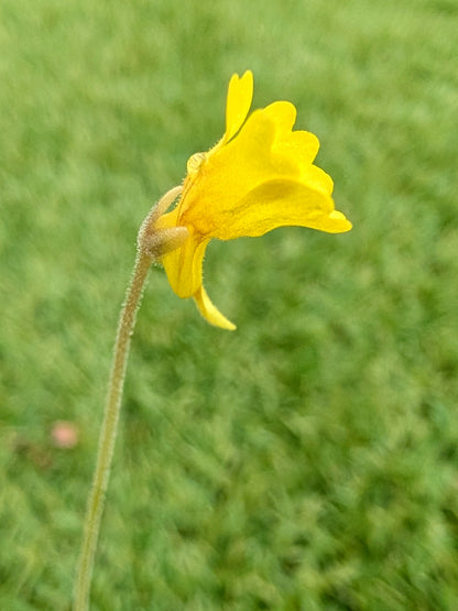 Pinguicula pumila "Yellow flower" Florida
