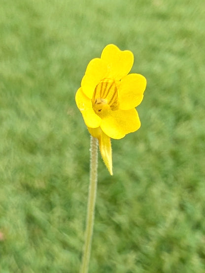 Pinguicula pumila "Yellow flower" Florida