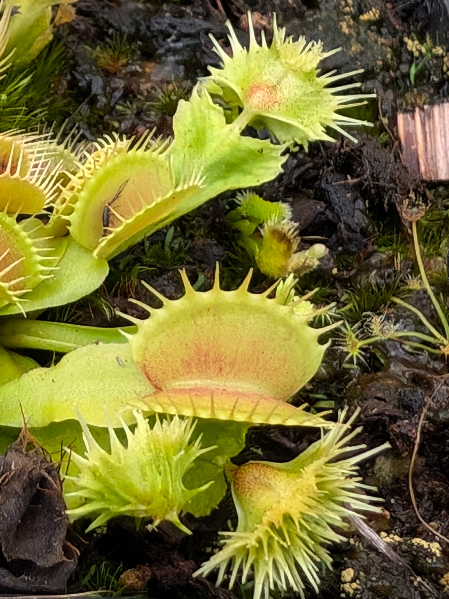 Dionaea muscipula  Punk