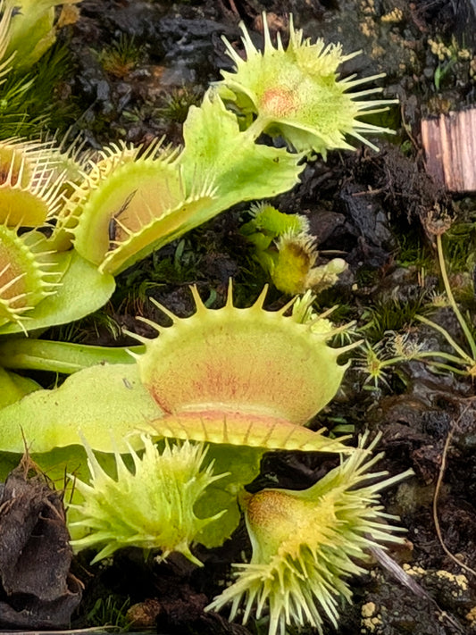 Dionaea muscipula  Punk