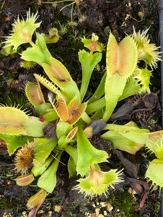 Dionaea muscipula  Morning Star