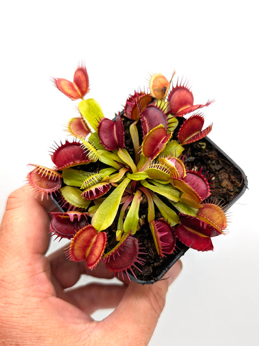 Dionaea muscipula  GC Purple Queen