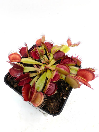 Dionaea muscipula  GC Purple Queen