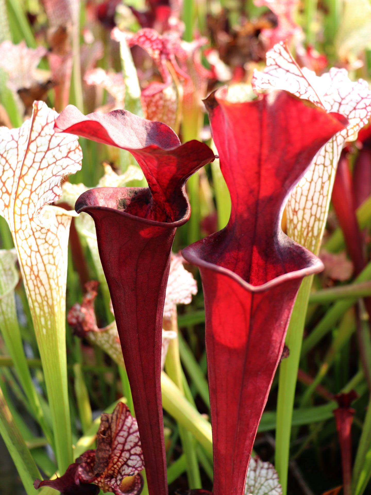 H26 GC  Sarracenia "Purple Rain"
