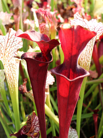 H26 GC  Sarracenia "Purple Rain"