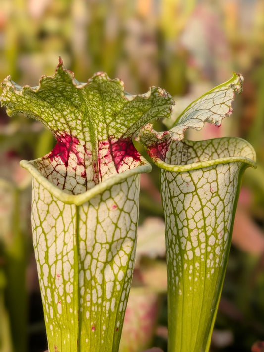 Sarracenia „Purple tonsil“