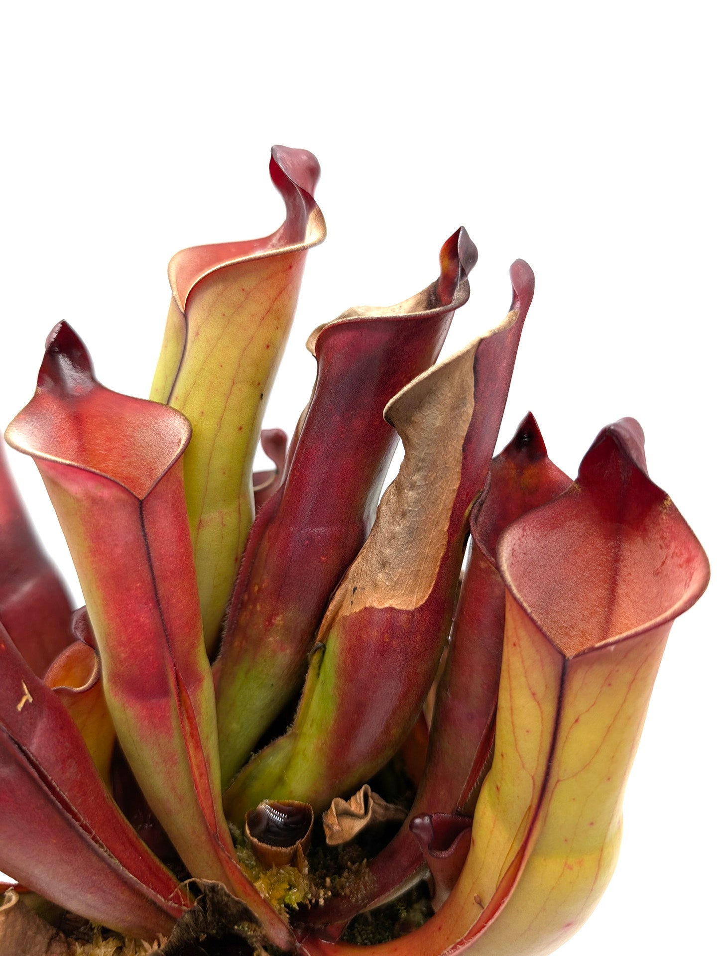 Heliamphora purpurascens   Ptari tepui, Venezuela