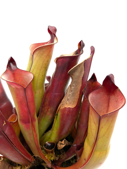 Heliamphora purpurascens   Ptari tepui, Venezuela
