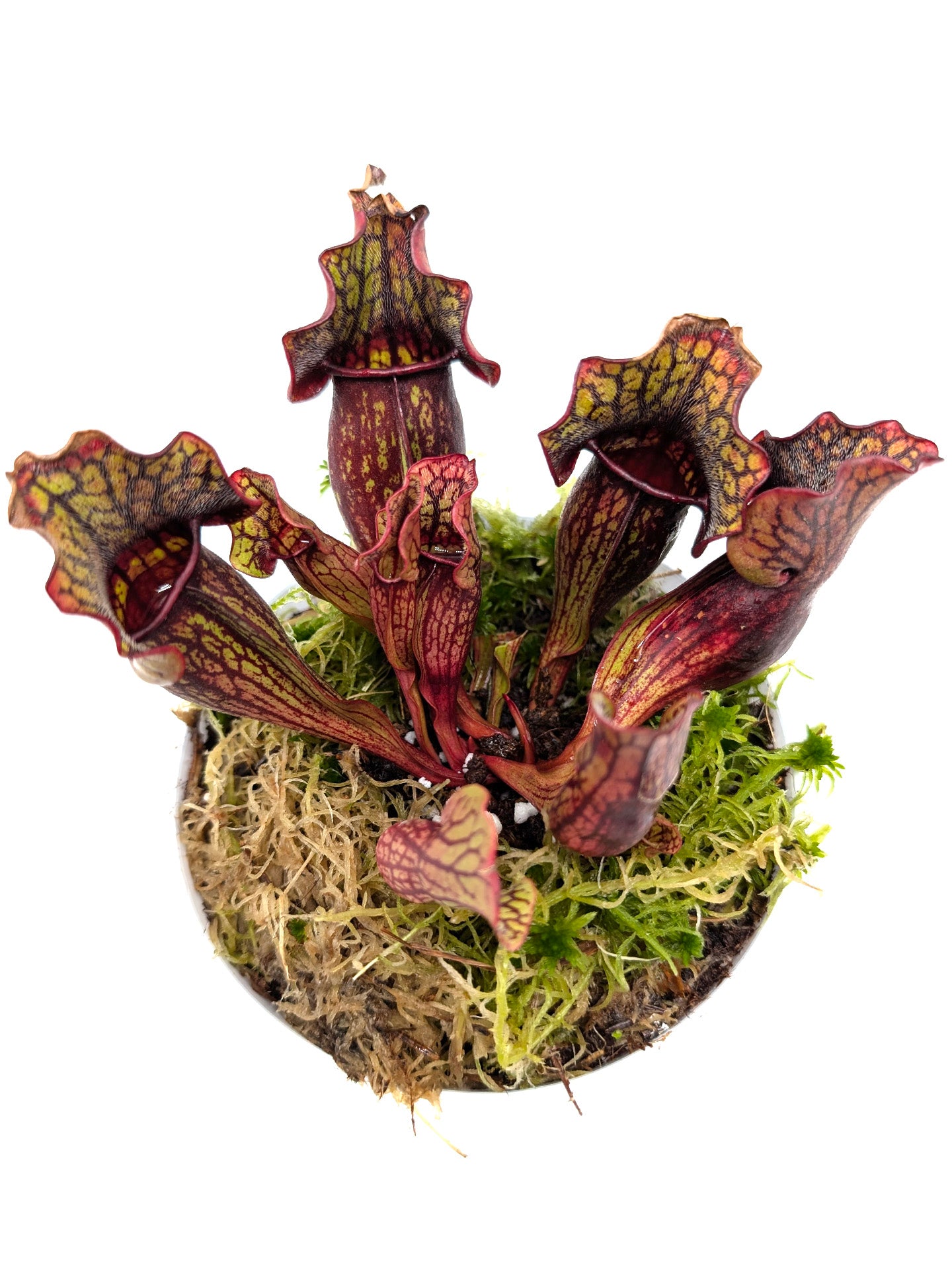 Sarracenia purpurea ssp. purpurea "Red/Green with Wavy Lid"
