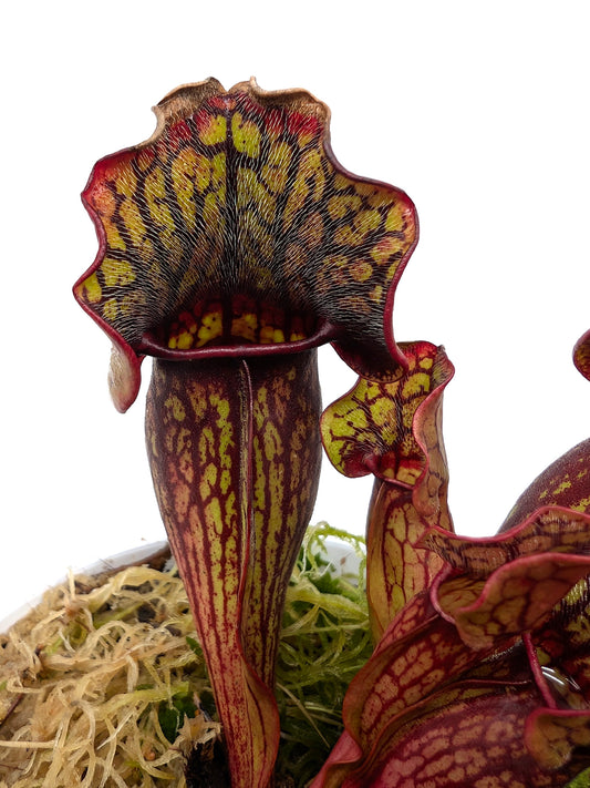Sarracenia purpurea ssp. purpurea "Red/Green with Wavy Lid"