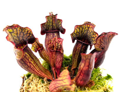 Sarracenia purpurea ssp. purpurea "Red/Green with Wavy Lid"