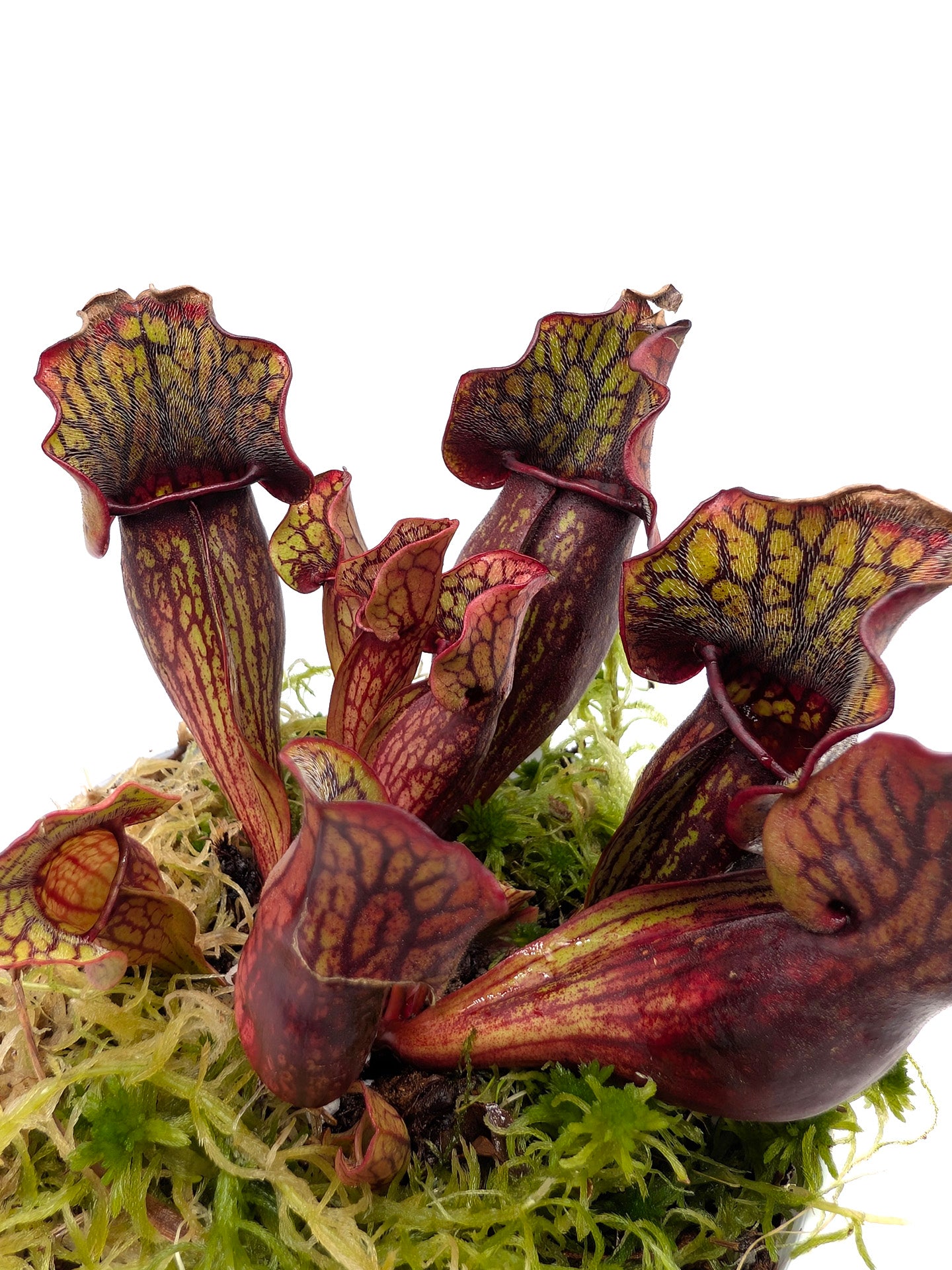 Sarracenia purpurea ssp. purpurea "Red/Green with Wavy Lid"