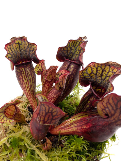 Sarracenia purpurea ssp. purpurea "Red/Green with Wavy Lid"