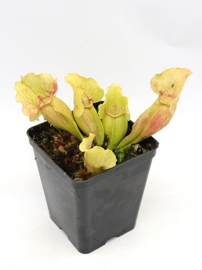 Sarracenia purpurea ssp. venosa "White Ghost"