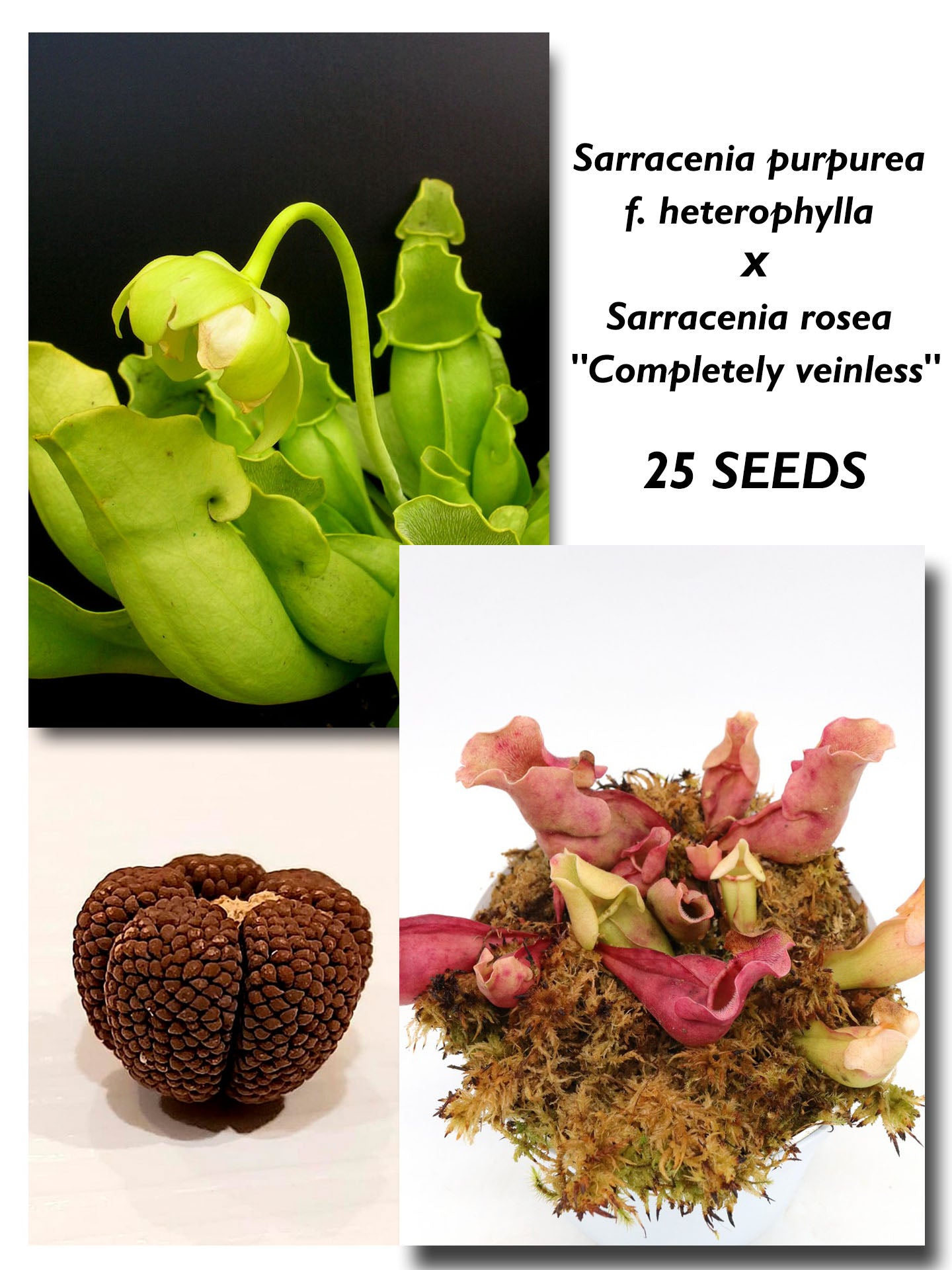 SARRACENIA PURPUREA F. HETEROPHYLLA X ROSEA "COMPLETELY VEINLESS" Orange in Winter