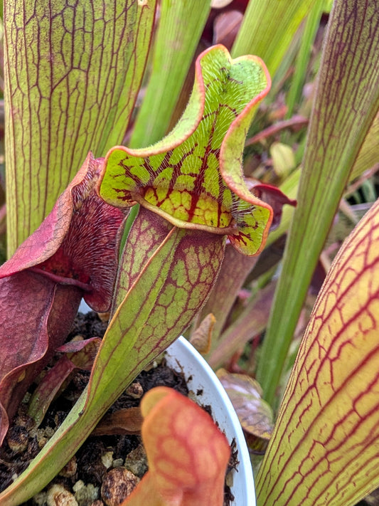 Sarracenia purpurea ssp. purpurea Tannersville Pennsylvania