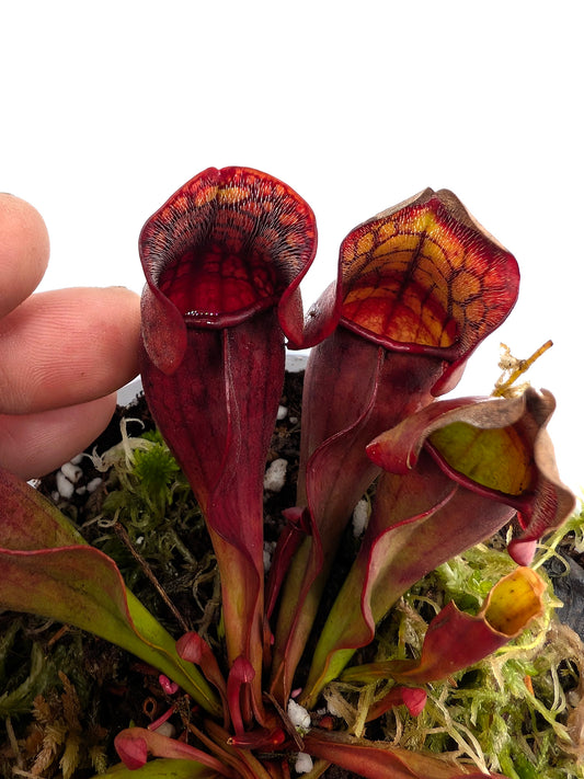 Sarracenia purpurea ssp. purpurea "Extremely Dense Form"