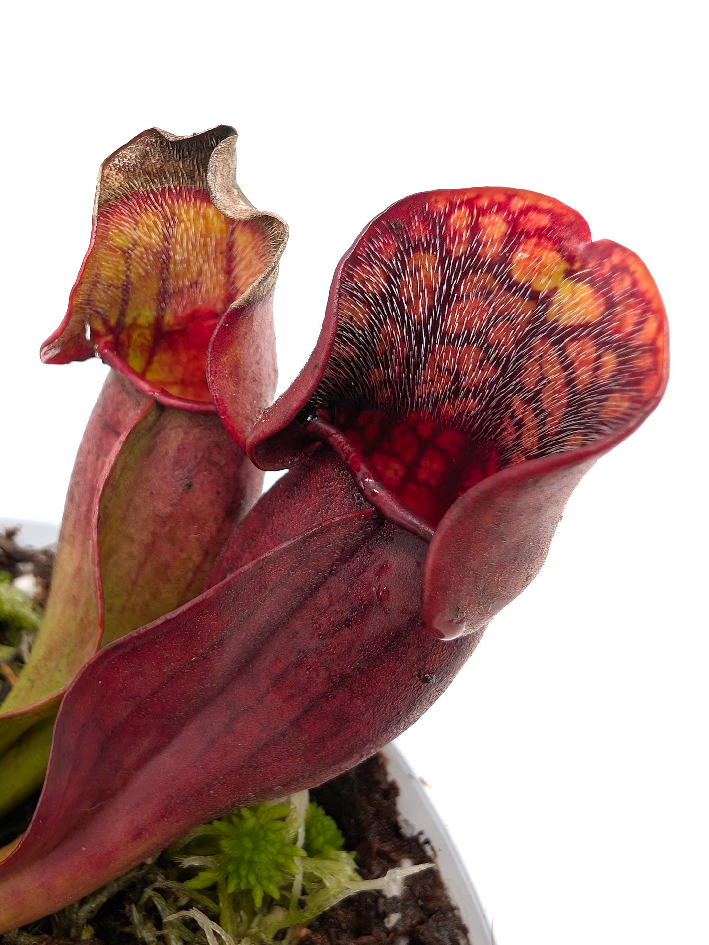 Sarracenia purpurea ssp. purpurea "Extremely Dense Form"
