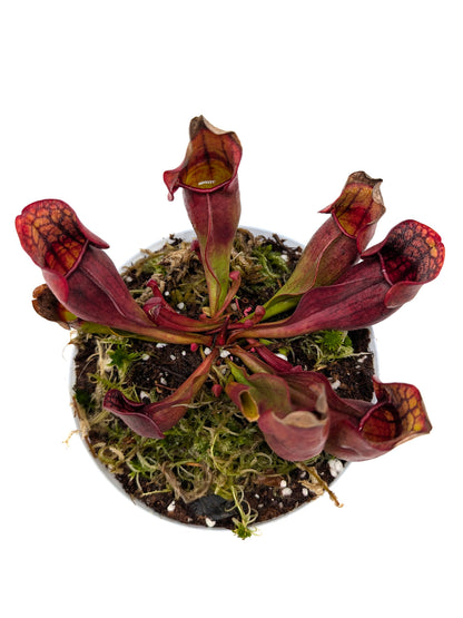Sarracenia purpurea ssp. purpurea "Extremely Dense Form"