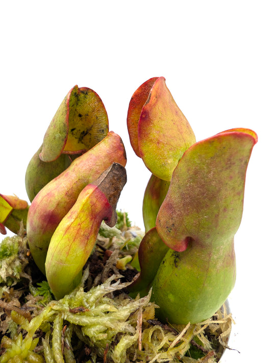 Sarracenia purpurea ssp. purpurea Moss Lake, Gray Co. Seedgrown