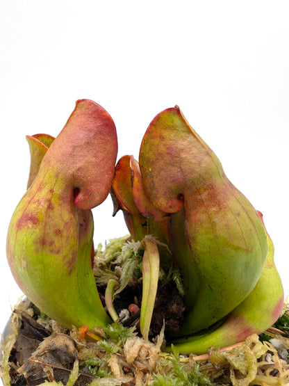 Sarracenia purpurea ssp. purpurea Moss Lake, Gray Co. Seedgrown