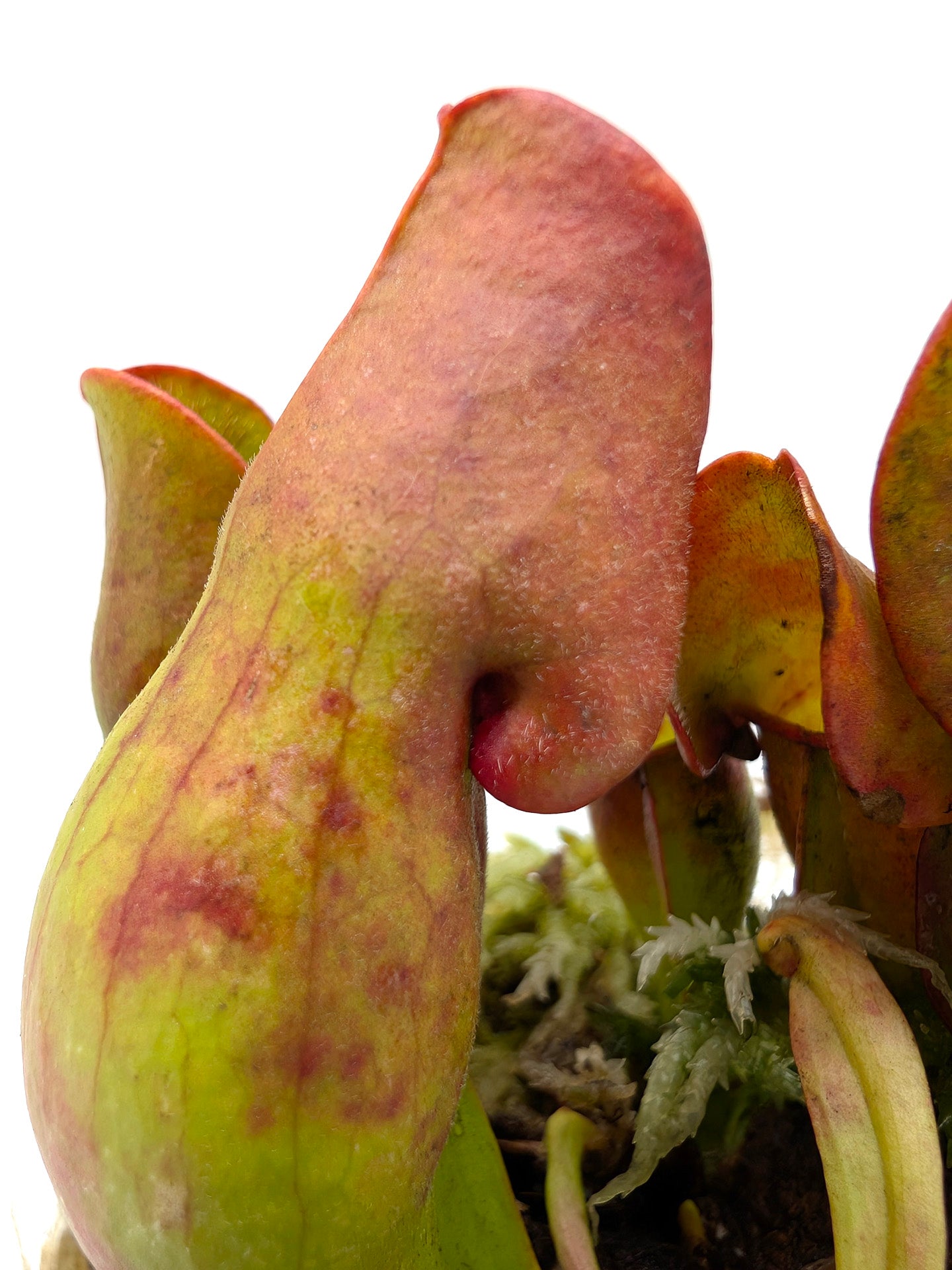 Sarracenia purpurea ssp. purpurea Moss Lake, Gray Co. Seedgrown