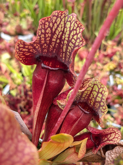 PV4 GC Sarracenia purpurea ssp. purpurea "Phyton"