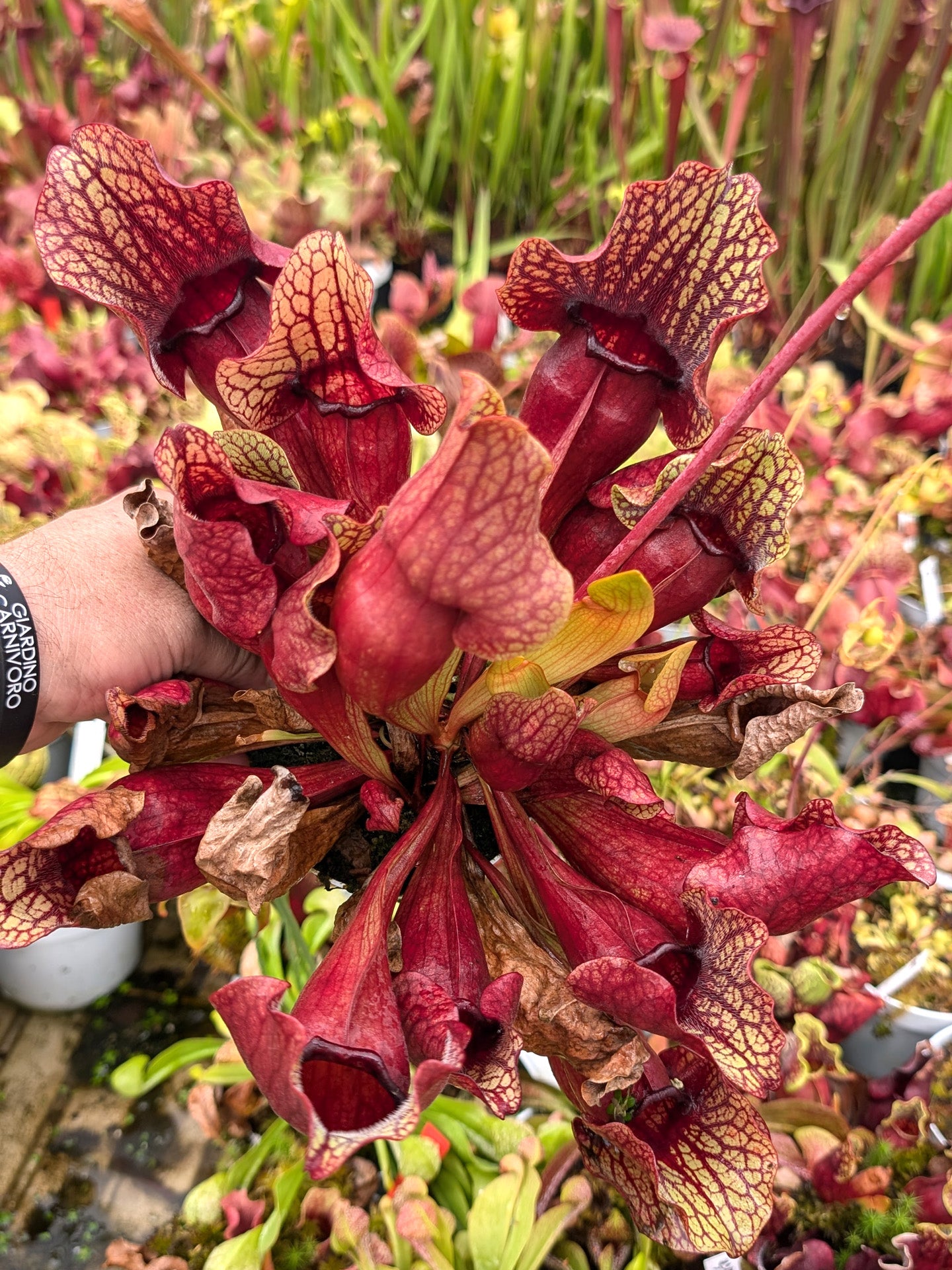 PV4 GC Sarracenia purpurea ssp. purpurea "Phyton"