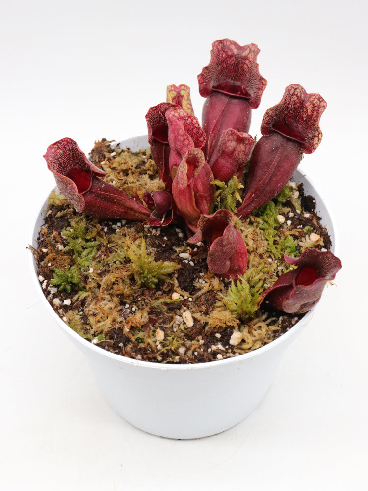 Sarracenia purpurea ssp. venosa  Sheely Pond, Lexington Co.