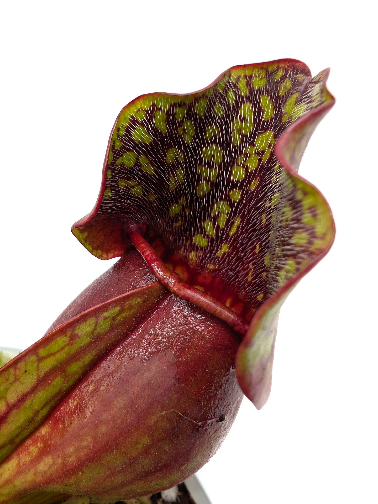 Sarracenia purpurea ssp. purpurea "Switzerland"