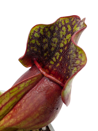 Sarracenia purpurea ssp. purpurea "Switzerland"