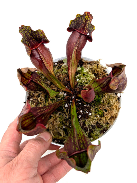 Sarracenia purpurea ssp. purpurea "Switzerland"
