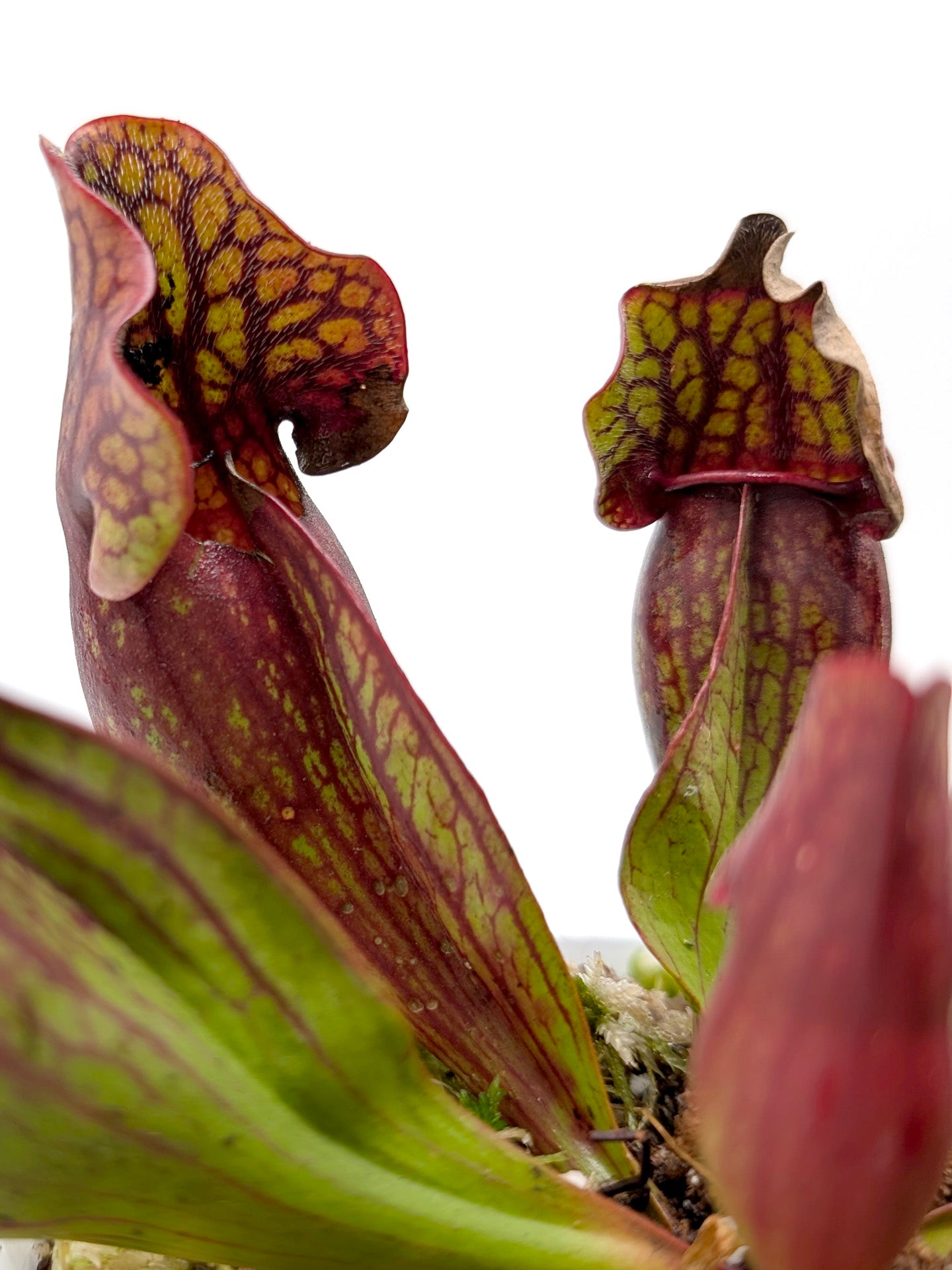 Sarracenia purpurea ssp. purpurea "Switzerland"