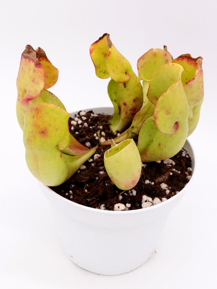 Sarracenia purpurea ssp. purpurea  "Completely veinless"