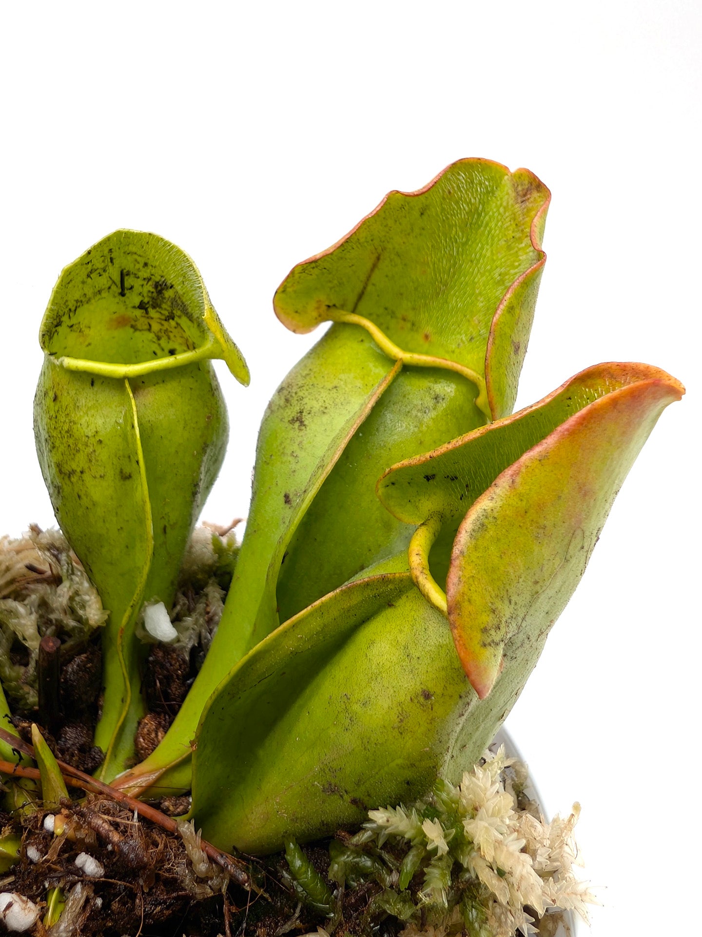Sarracenia purpurea ssp. purpurea 'Veinless Plant' Moss Lake, Gray Co.