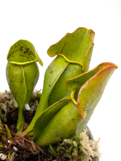 Sarracenia purpurea ssp. purpurea 'Veinless Plant' Moss Lake, Gray Co.