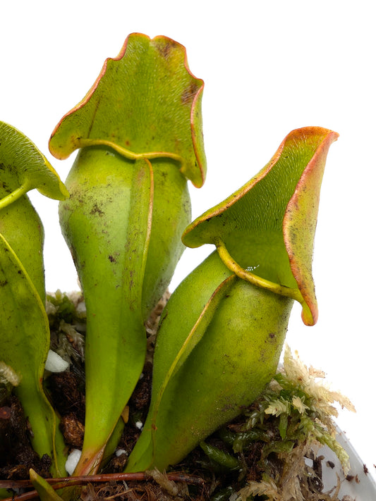 Sarracenia purpurea ssp. purpurea 'Veinless Plant' Moss Lake, Gray Co.
